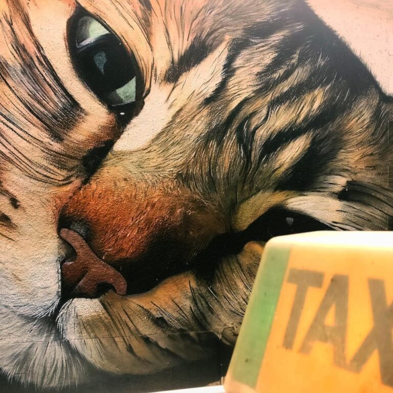 Un #minino 🐱 encontrado en la carretera 🚕 #puentelareina #Taxi