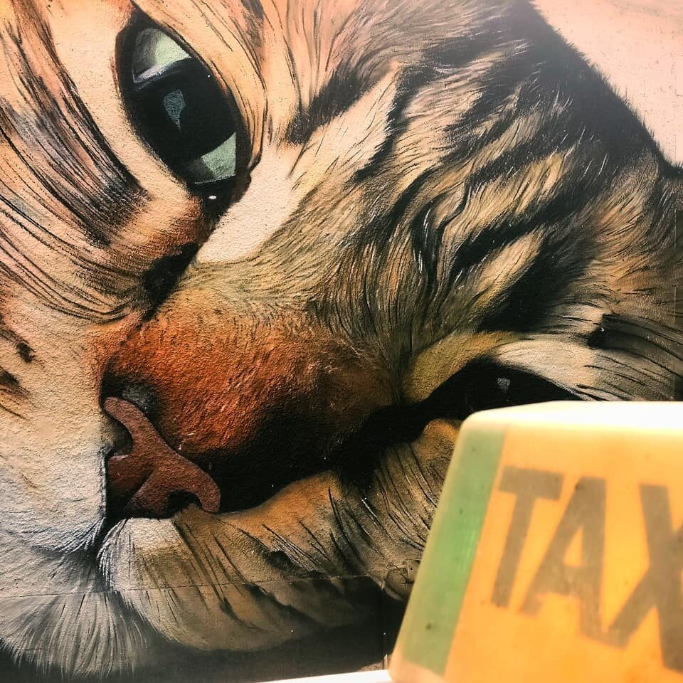 Un #minino 🐱 encontrado en la carretera 🚕 #puentelareina #Taxi